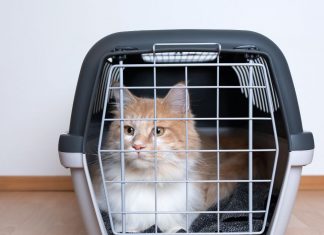 Transporterji za mačke