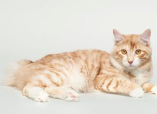 Kurilska bobtail mačka