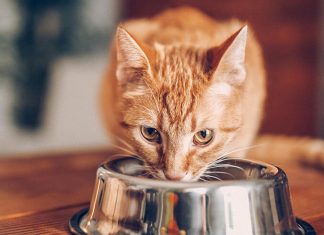 Intoleranca na hrano oz. občutljivost na hrano je pri mačkah zelo pogost pojav. Največji izziv je prepoznavanje živil, ki živali škodujejo
