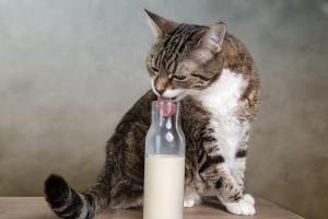 Mleko za uravnoteženo dieto mačke ni zgolj nepotrebno, lahko je tudi zelo škodljivo. Prioriteti naj bosta kakovostna mačja hrana in obilica sveže vode.