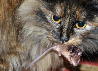 Ekološka vloga mačke