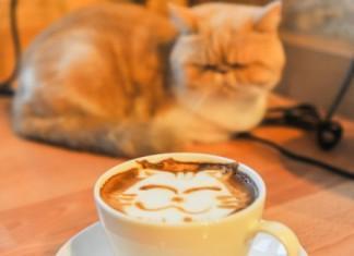 5 top mačjih kavarn na svetu