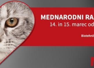Revija Mucek vabi na mednarodni razstavi mačk v Ljubljani