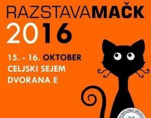 Oglejte si razstavo mačk v Celju!