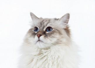 Predstavitev pasme: Neva masquerade