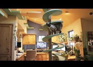 VIDEO: Svojo hišo je spremenil v mačja nebesa in odkril svoje poslanstvo