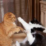 agresija-med-mackami-kaj-lahko-storimo