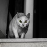 strah-pred-mackami-ailurofobija