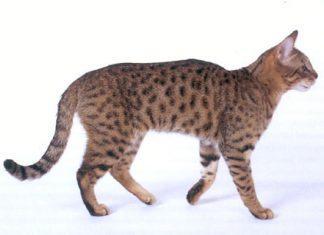 Kalifornijska bleščeča mačka