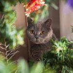 tudi-macke-se-bojijo-decembrskega-pokanja-kaj-lahko-storimo