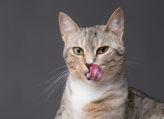 Mačke in okušanje grenkobe