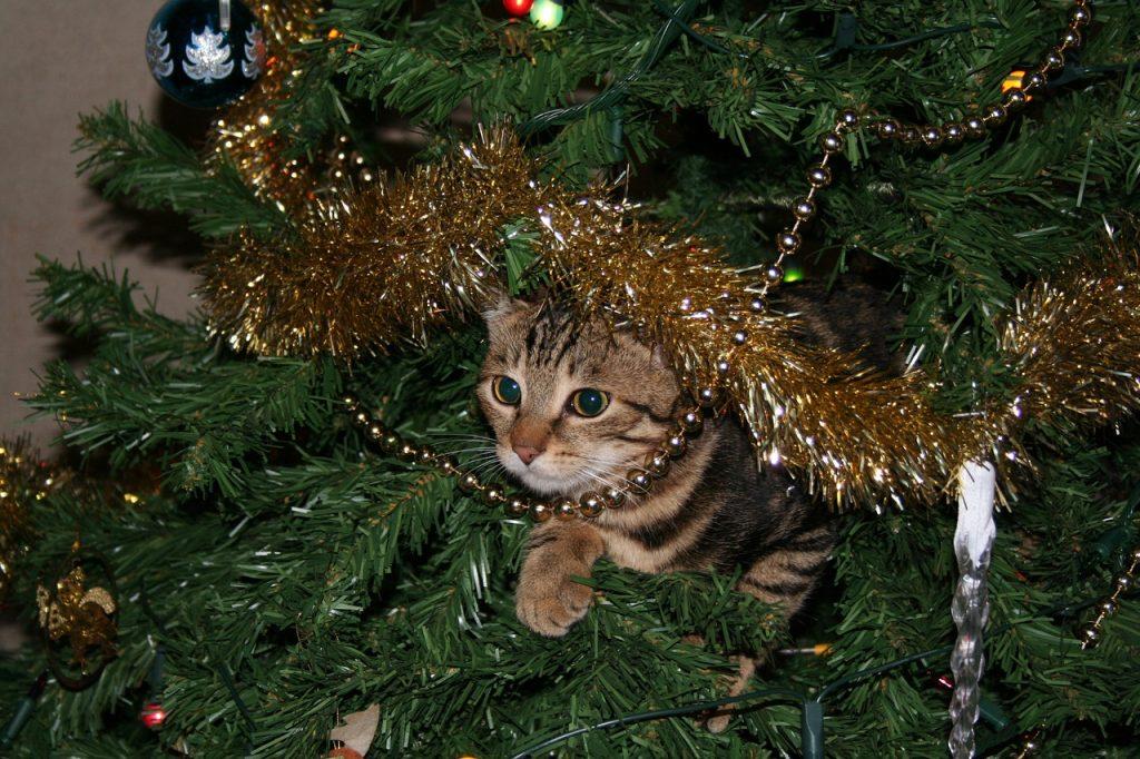 Tukaj je že december in z njim kmalu prihajajo tudi prazniki. Za mnoge je to najlepši čas v letu. Kako narediti božič čim bolj varen tudi za vašo mačko?