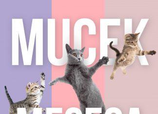 NOVO! Prijavi svojega mucka na izbor mucka meseca!