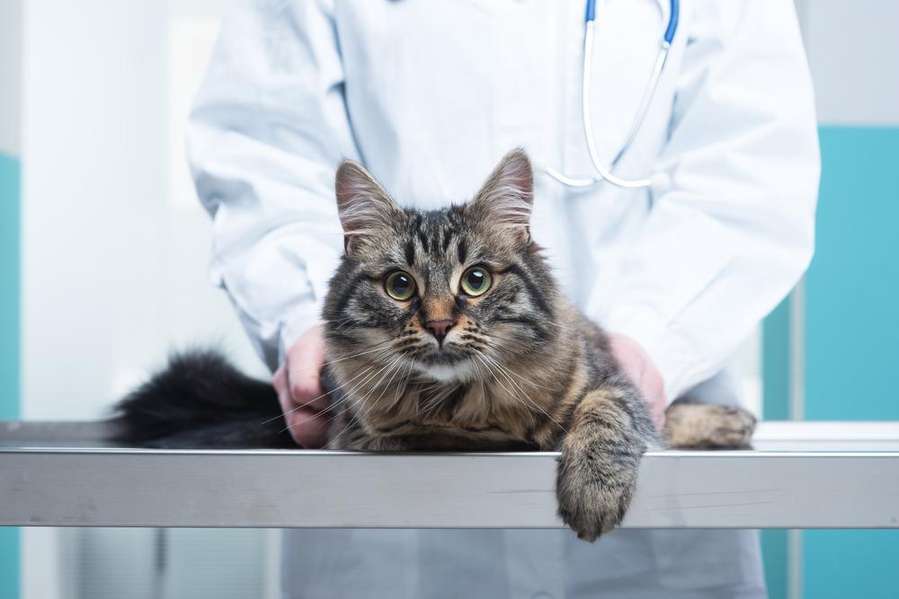 mačka pri veterinarju