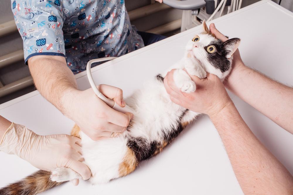 breja mačka na ultrazvoku