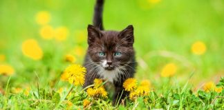 Mačke lahko uživajo regrat, saj ta rastlina ni strupena zanje, a seveda v zmernih količinah. Regrat ima za mačke tako pozitivne kot negativne učinke.
