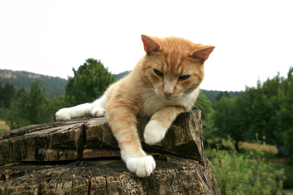 Kako v vročih poletnih dneh zaščititi tačke svoje mačke?