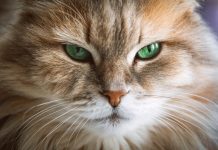 7 zanimivih dejstev o mačjem vidu