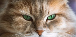 7 zanimivih dejstev o mačjem vidu