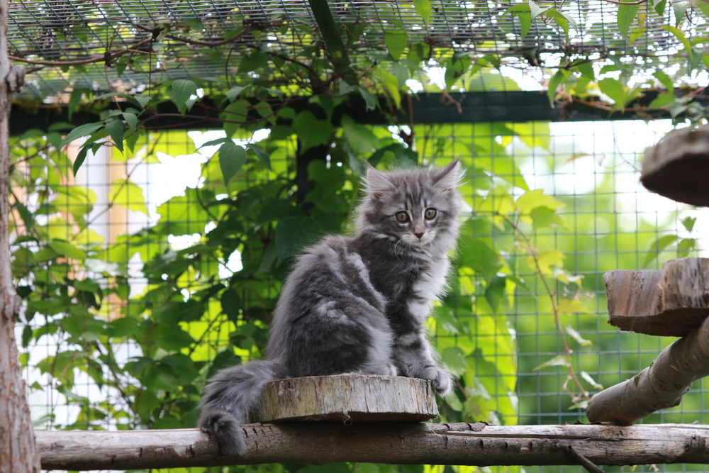Kaj morate upoštevati pri nakupu zunanjega ograjenega prostora za mačke?