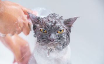 Kako skopati mačko in preživeti brez hujših posledic