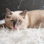 Cute,Orange,Cat,Showing,It,Tounge.,Mixed,Breed,Of,Maine