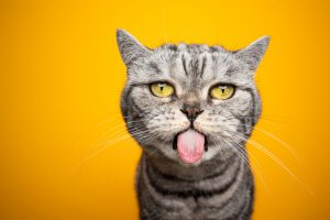 mačka kaže jezik