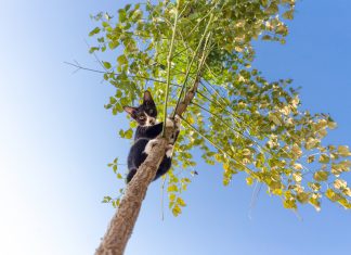 mačka na drevesu