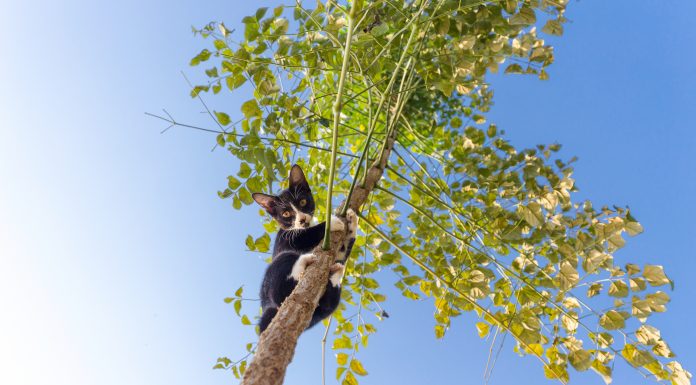 mačka na drevesu