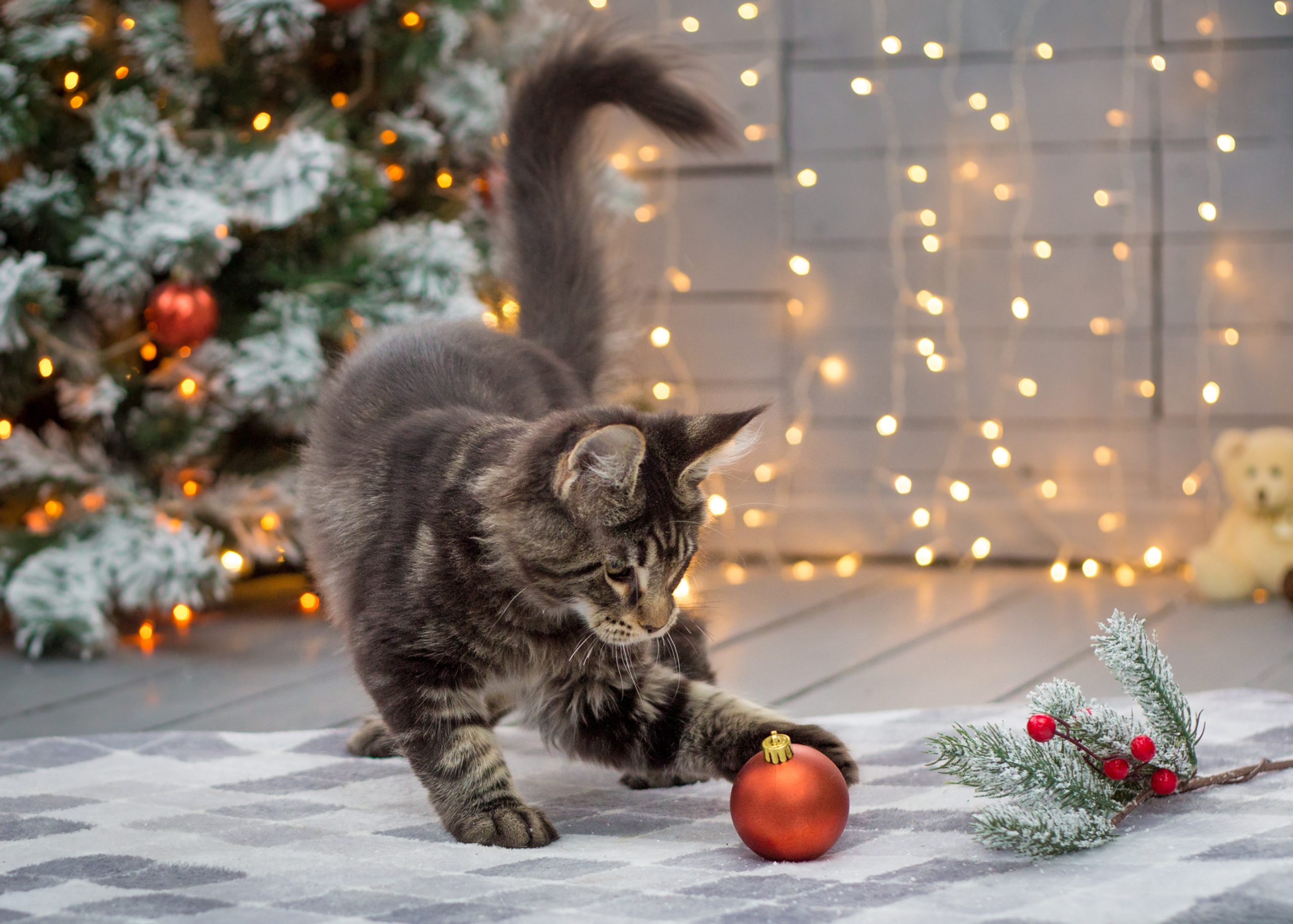 mačka in božična dekoracija