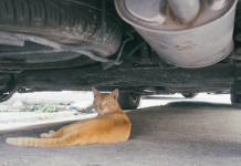 mačka pod avtom