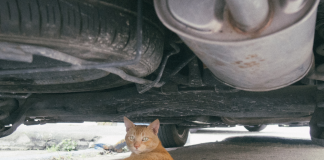 mačka pod avtom