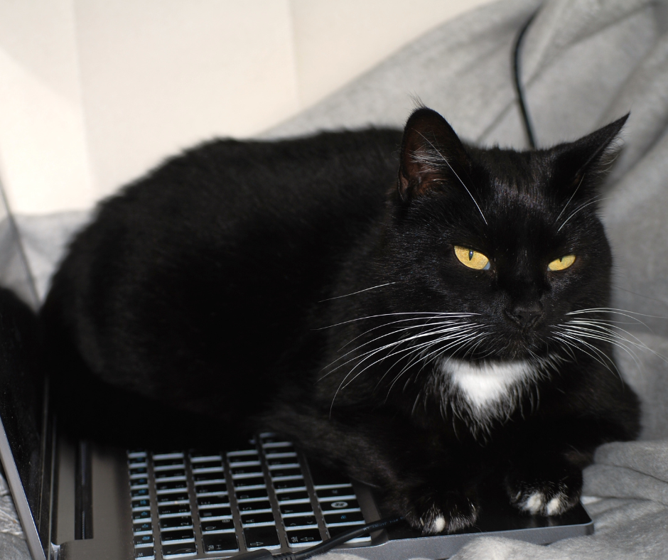 mačka na laptopu