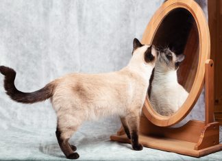 mačka in ogledalo