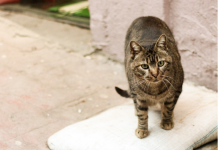 Kako poskrbeti za brezdomne mačke v zimskem času