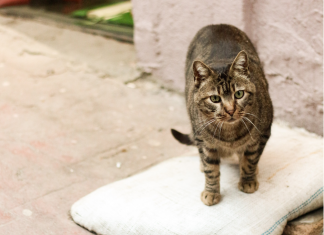 Kako poskrbeti za brezdomne mačke v zimskem času