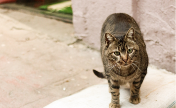 Kako poskrbeti za brezdomne mačke v zimskem času