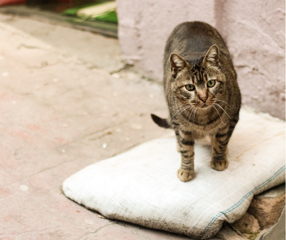 Kako poskrbeti za brezdomne mačke v zimskem času