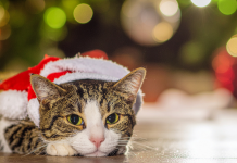 Kako mački olajšati srečanja z drugimi gosti