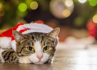 Kako mački olajšati srečanja z drugimi gosti