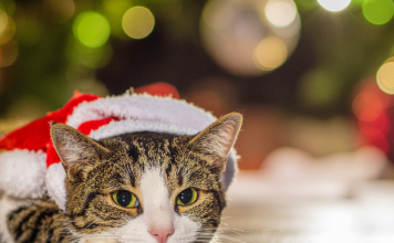 Kako mački olajšati srečanja z drugimi gosti