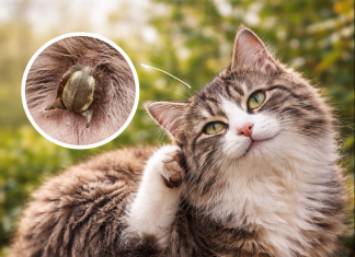 Bolhe in klopi pri mačkah: kako jih prepoznati, preprečiti in odpraviti