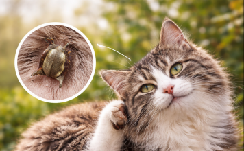 Bolhe in klopi pri mačkah: kako jih prepoznati, preprečiti in odpraviti